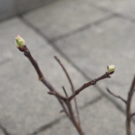 Muchovník ‘Thiessen’ (Amelanchier alnifolia) výška 20-30 